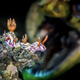 Image: ManBd UiDive/UPY 2018